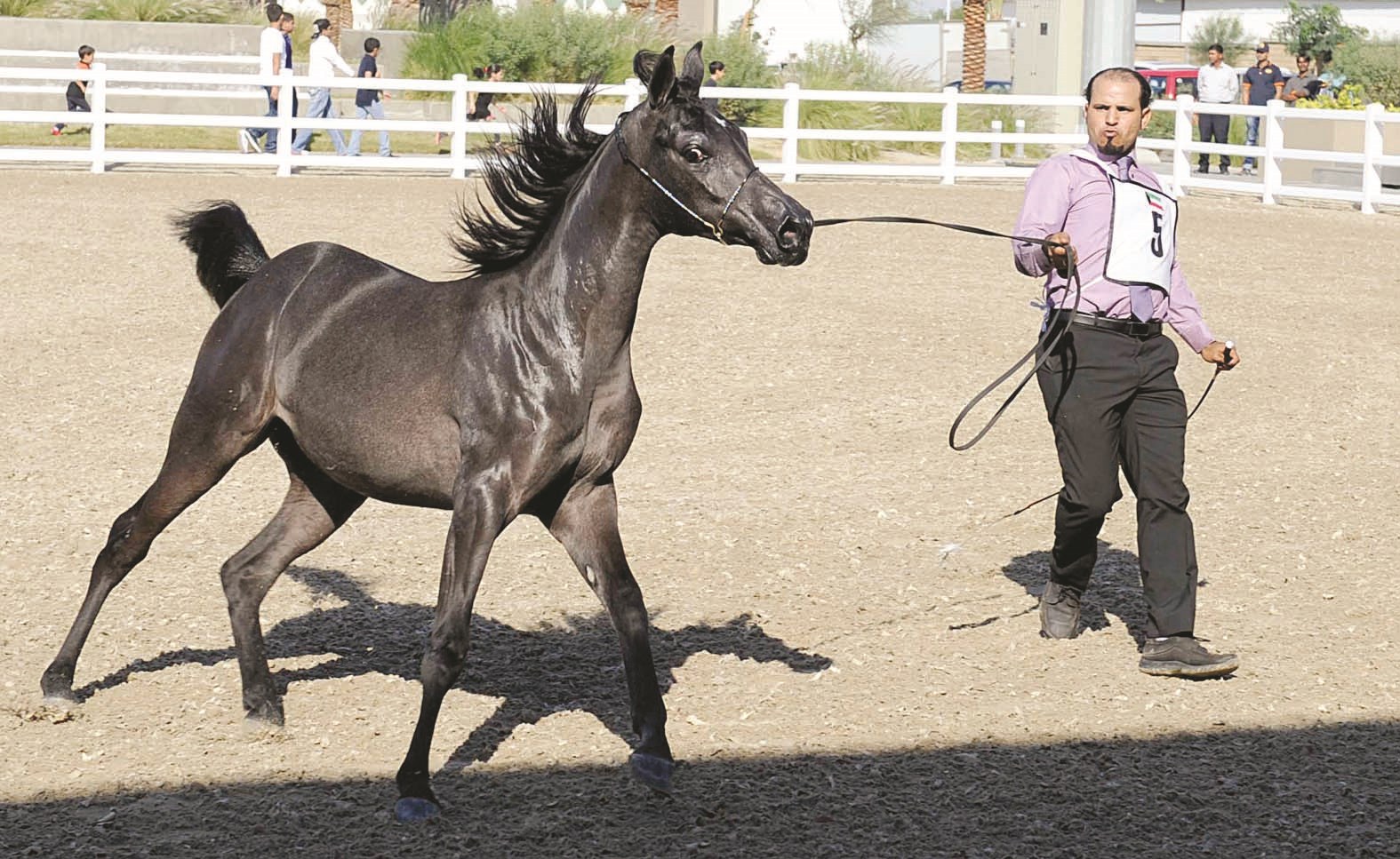 u0623u062du062f u0627u0644u062eu064au0648u0644 u064au0633u062au0639u0631u0636 u062cu0645u0627u0644u0647 (u062au0635u0648u064au0631 u0646u0627u064au0641 u0627u0644u0639u0642u0644u0629)