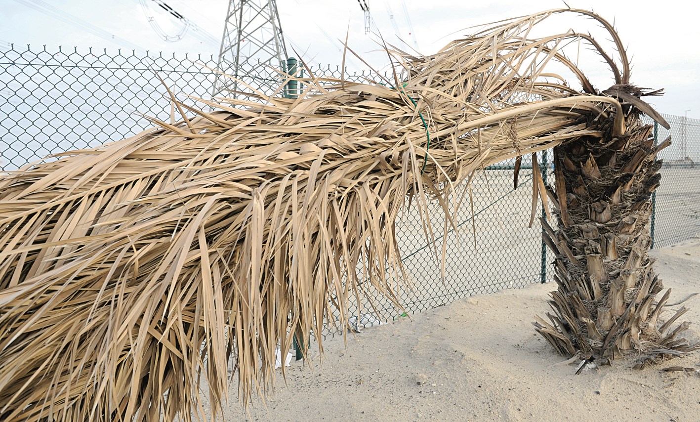 u00abu0647u0627u0645u0629u00bb...u0645u0646u062du0646u064au0629 u0644u0642u0644u0629 u0627u0644u0631u0639u0627u064au0629b (u062au0635u0648u064au0631 u0646u0627u064au0641 u0627u0644u0639u0642u0644u0629)