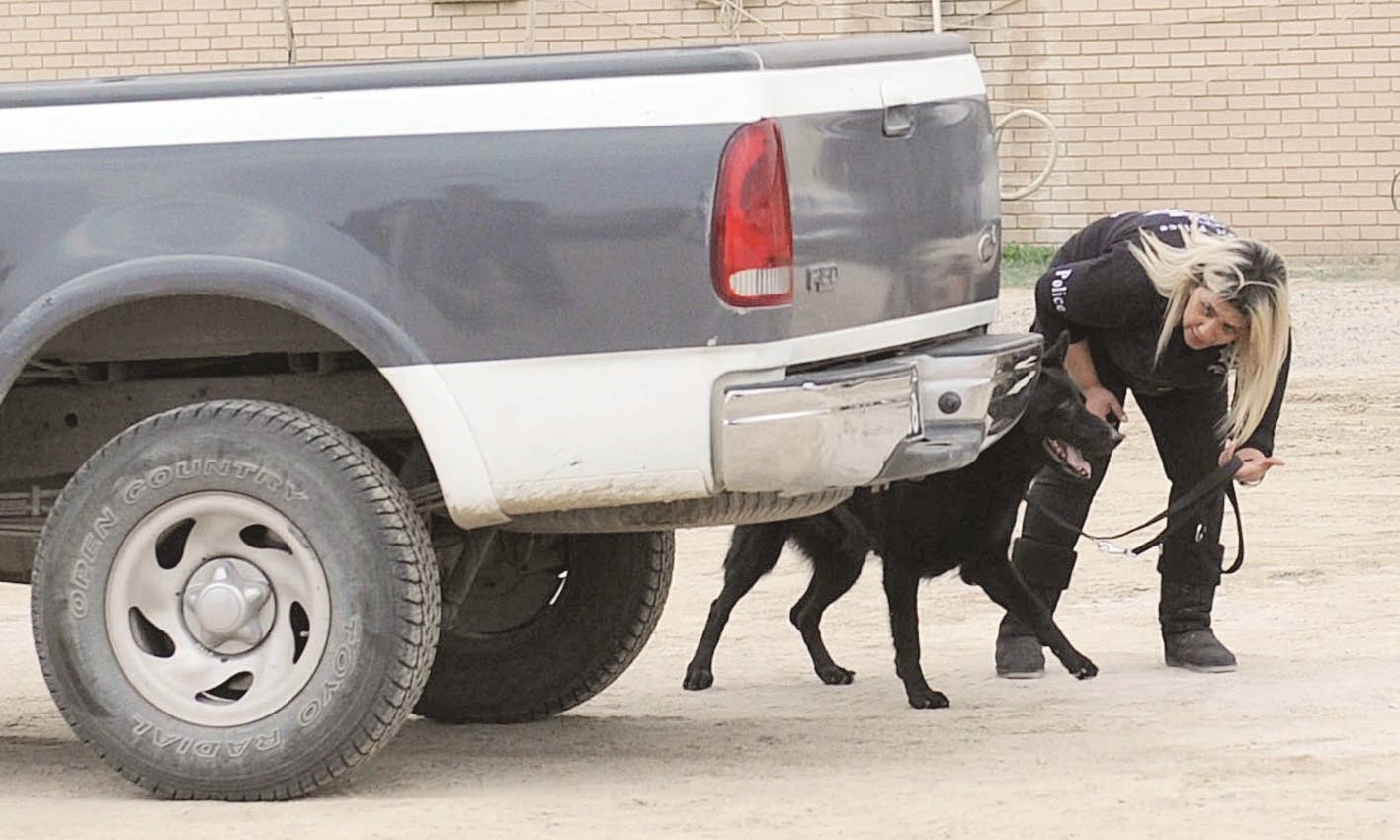 مدربة وكلبها خلال تفتيش مركبة مشبوهة