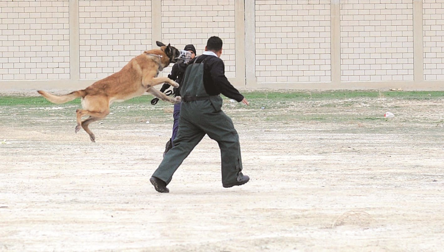 كلب يهجم على سجين متمرد قبل هروبه
