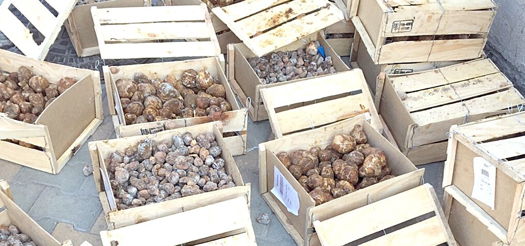 u0627u0644u0641u0642u0639 u0627u0644u0645u0635u0627u0628 u0628u0627u0644u0639u0641u0646