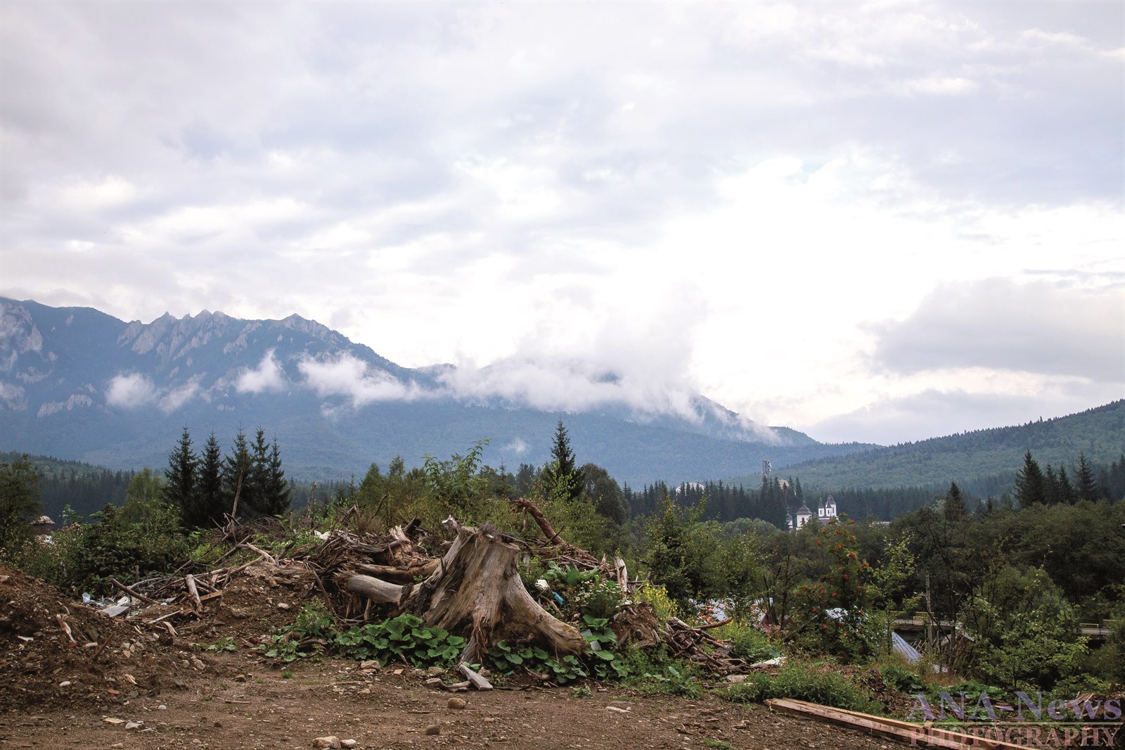 تحطيم اشجار الغابات بأمر وزاري