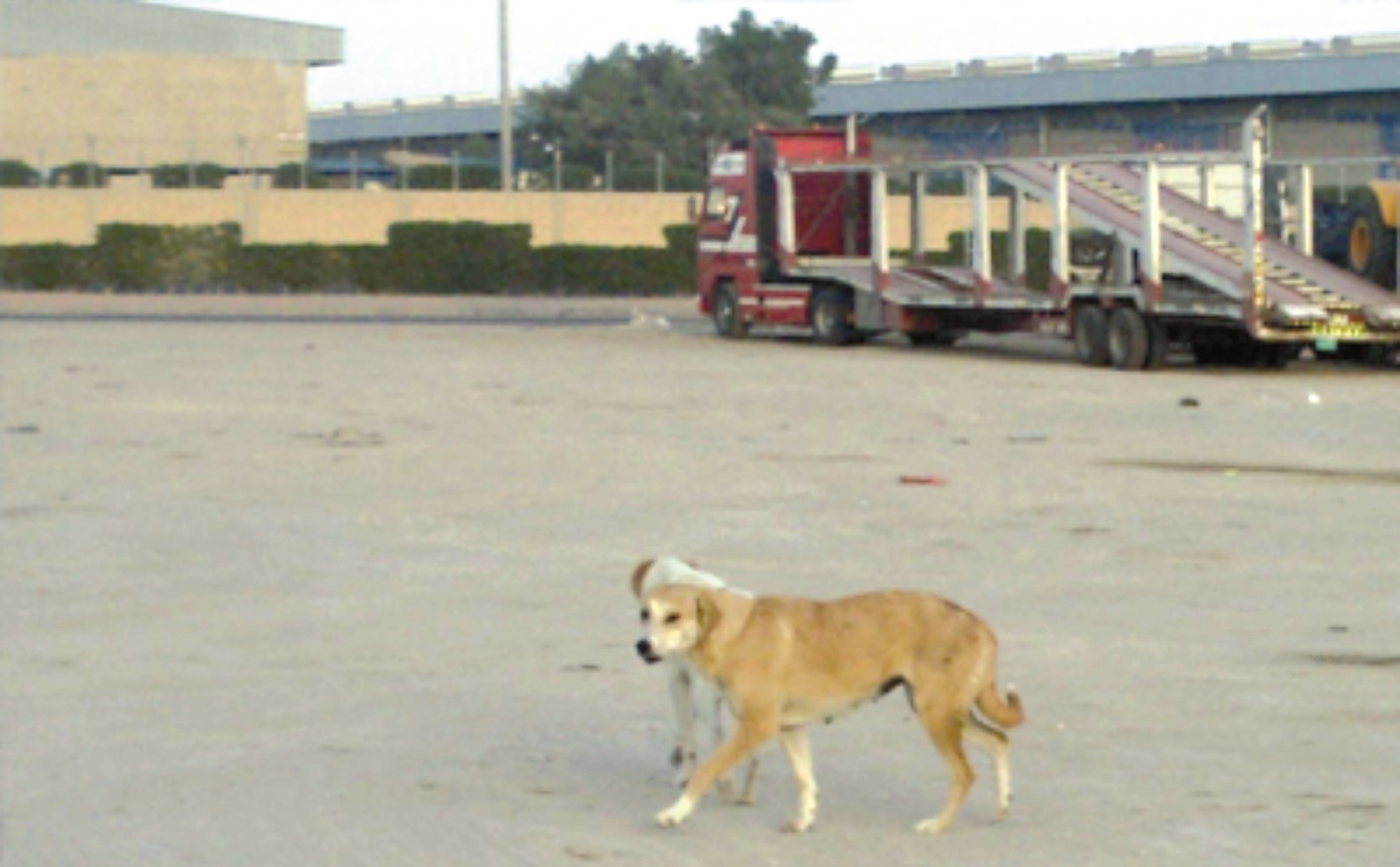 u0643u0644u0627u0628... u0628u0644u0627 u0631u0642u0627u0628u0629