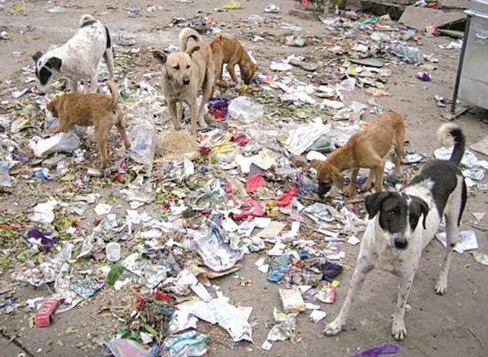 مجموعة من الكلاب تبحث عن الطعام بين النفايات