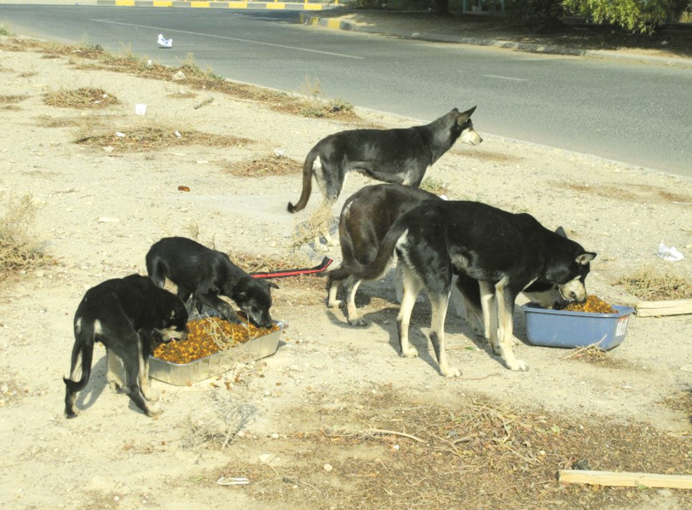 كلاب ضالة تعبث بالنفايات