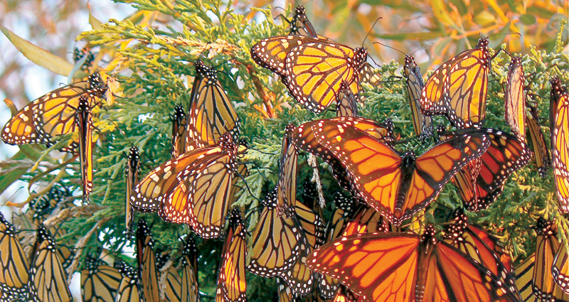 u0645u062cu0645u0648u0639u0629 u0645u0646 u0627u0644u0641u0631u0627u0634u0627u062a u0627u0644u0645u0644u0643u064au0629