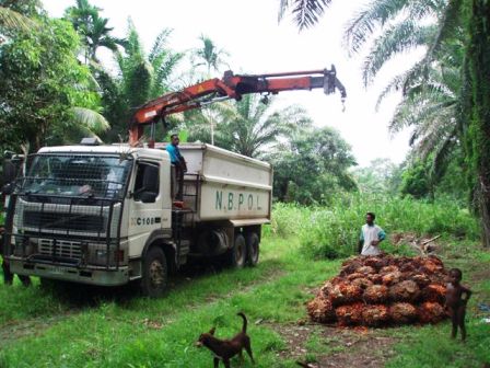 u063au0627u0628u0627u062a u0632u064au062a u0627u0644u0646u062eu064au0644 u0641u064a u0645u0627u0644u064au0632u064au0627