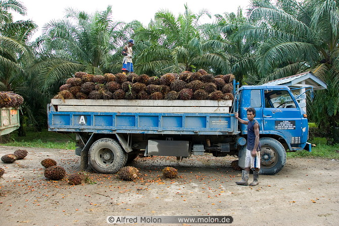اشجار النخيل