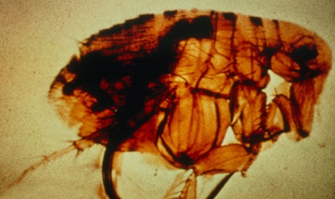 u0645u0631u0636 u0627u0644u0637u0627u0639u0648u0646