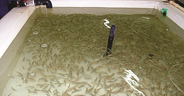 اصبعيات البلطي النيلي المنتجة في المفرخ الوطني