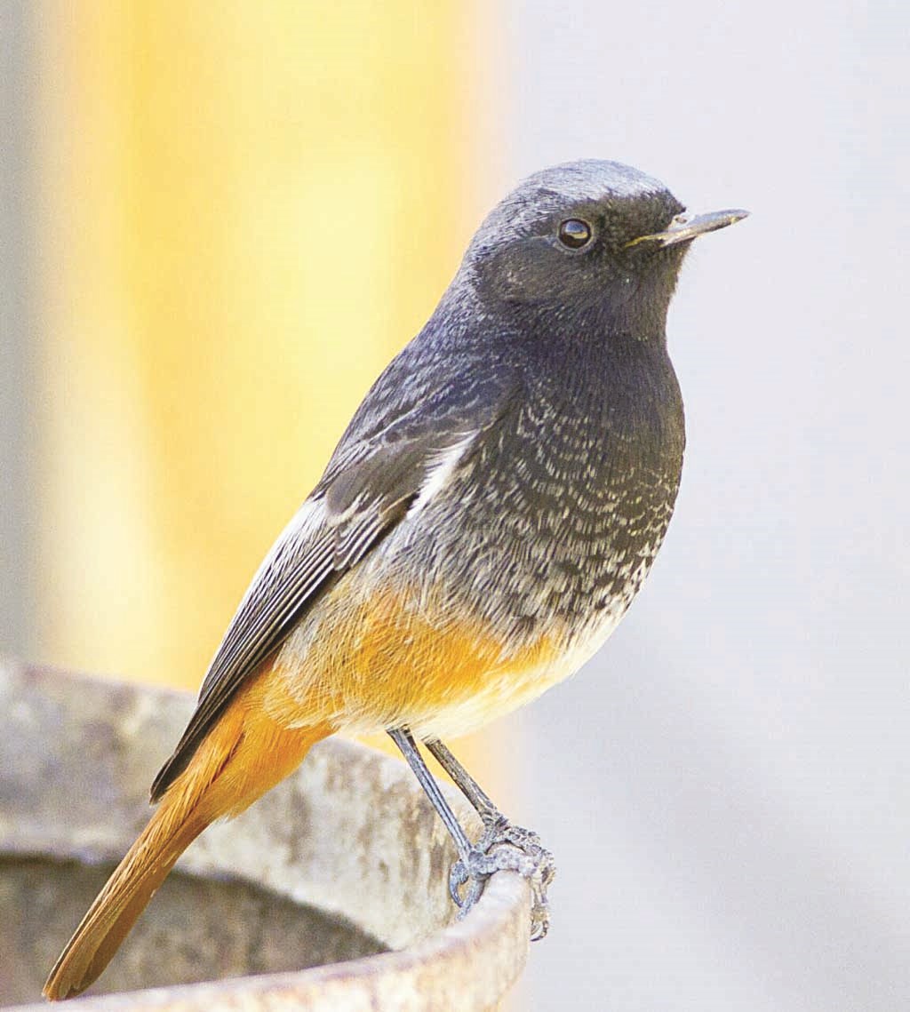 u00abu0627u0644u062du0645u0631u0648u0634 u0627u0644u0634u0631u0642u064au00bb