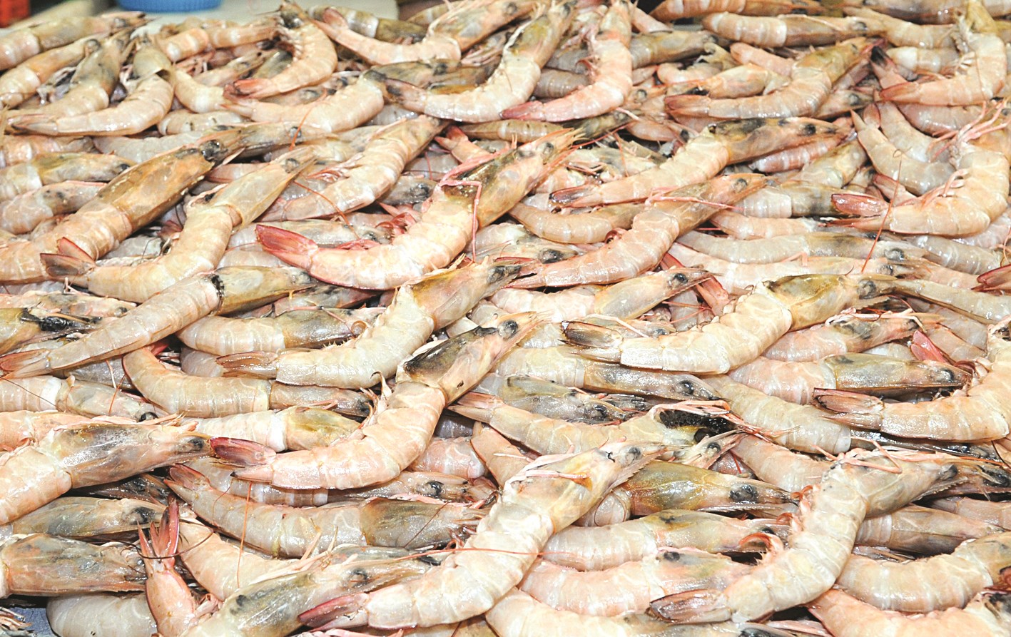 روبيان طازج مستورد