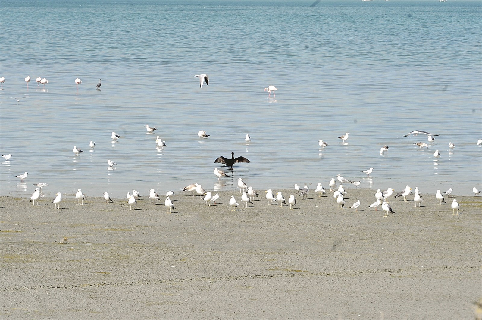 u0627u0644u0637u064au0648u0631u0639u0644u0649 u0634u0627u0637u0626 u0627u0644u0635u0644u064au0628u062eu0627u062a u062au062du062a u0646u0638u0631 u0641u0631u064au0642 u0627u0644u0631u0635u062f