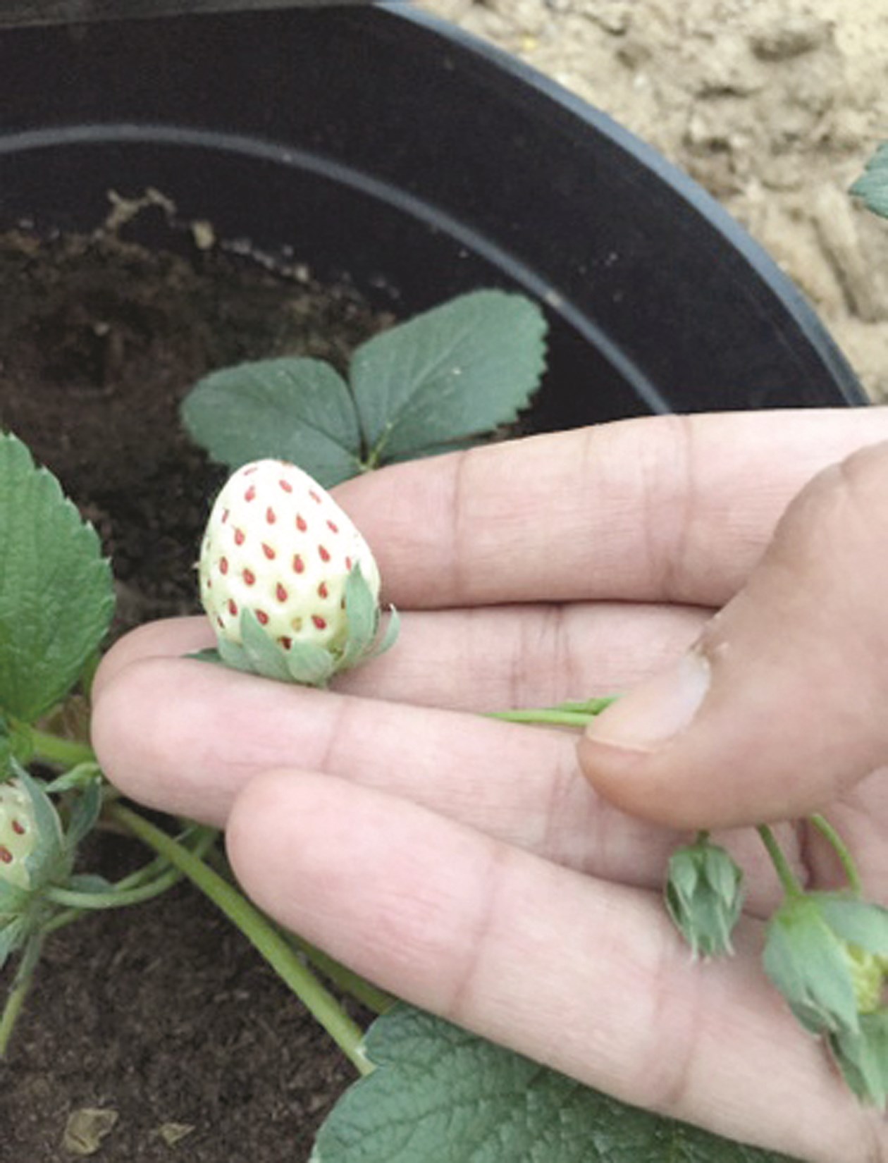 u0627u0644u0641u0631u0627u0648u0644u0629 u0627u0644u0628u064au0636u0627u0621