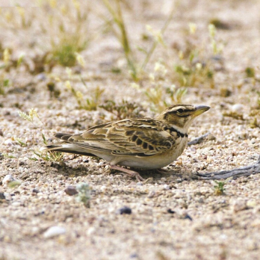 u0637u0627u0626u0631 u0628u0635u0648 u0628u0631u0627u0643