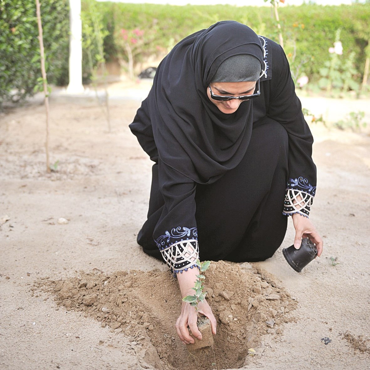 سيدة تزرع شتلة سدرة