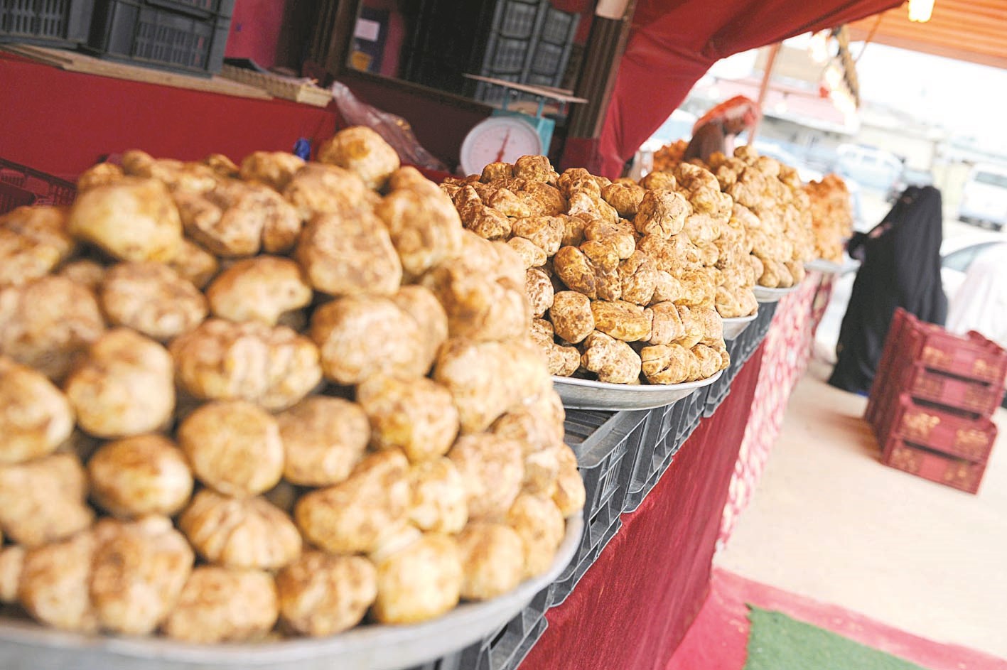 الفقع ناشف (تصوير نايف العقلة)