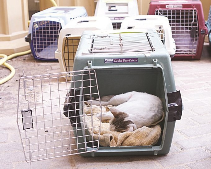 u00abu0628u064au0648u062au00bb u062cu0627u0647u0632u0629 u0644u0644u0642u0637u0637 u0627u0644u062au064a u064au062au0645 u0636u0628u0637u0647u0627