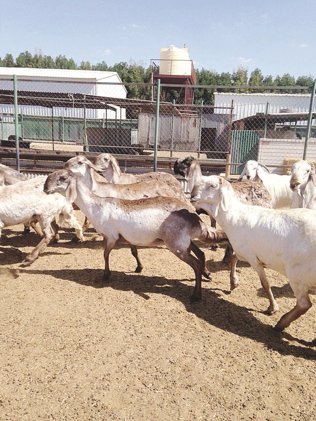 u0627u0644u062du0644u0627u0644 u0628u064au0646 u0633u0643u064au0646 u0627u0644u062cu0632u0627u0631u064au0646 u0648u0627u0644u0647u0631u0648u0628 u0644u0644u0633u0639u0648u062fu064au0629