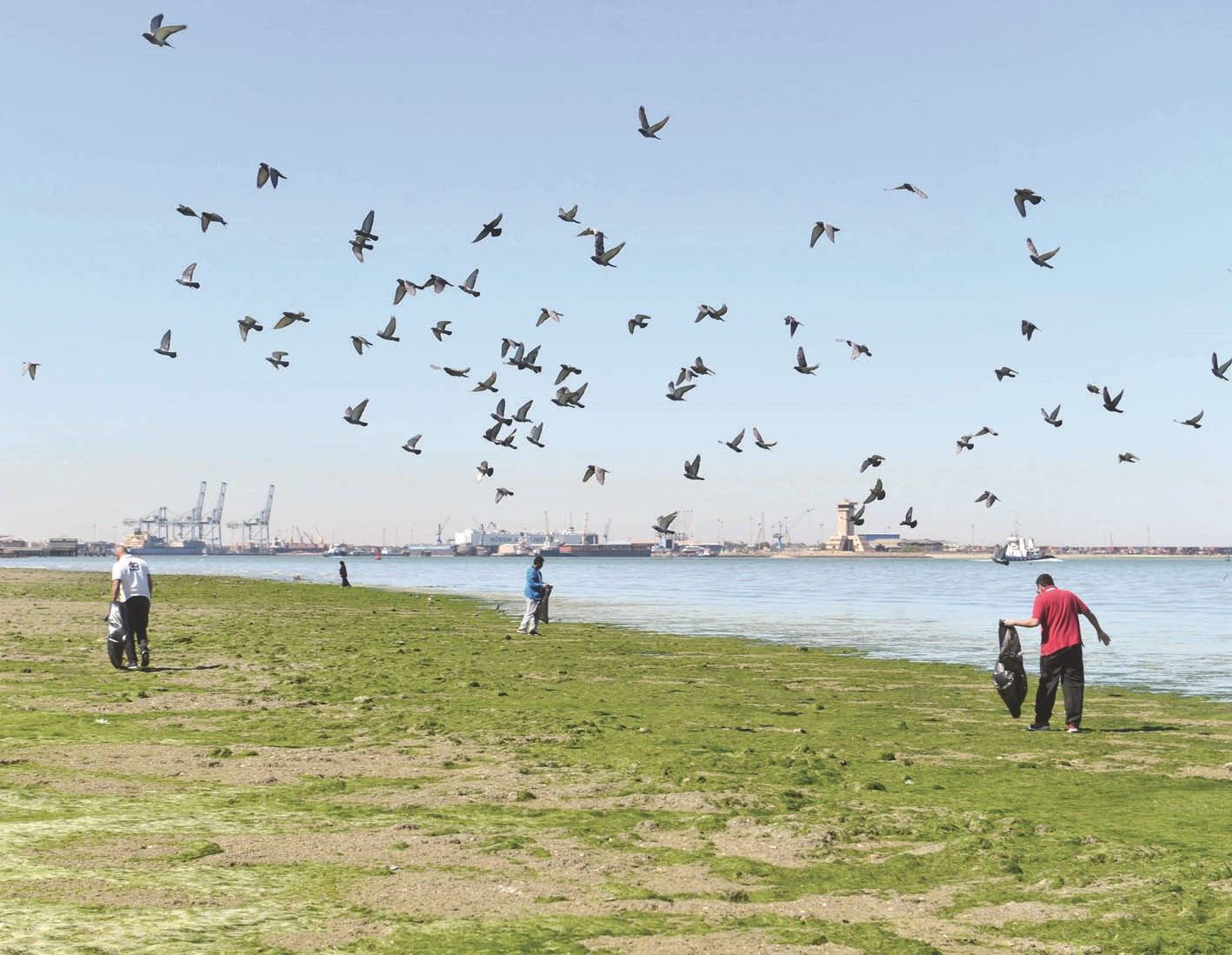 u0627u0644u0637u062du0627u0644u0628 u0627u0646u062au0634u0631u062a u0639u0644u0649 u0627u0645u062au062fu0627u062f u0634u0627u0637u0626 u0627u0644u0648u0637u064au0629  (u062au0635u0648u064au0631 u0645u0648u0633u0649 u0639u064au0627u0634)