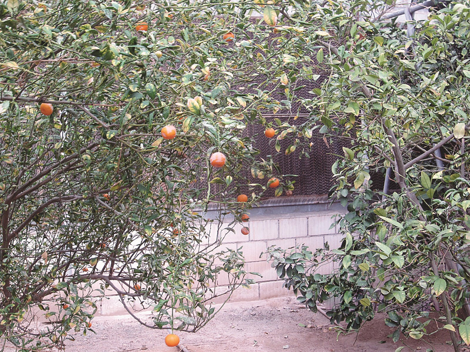 مزروعات مرويّة بالمياه المعالجة