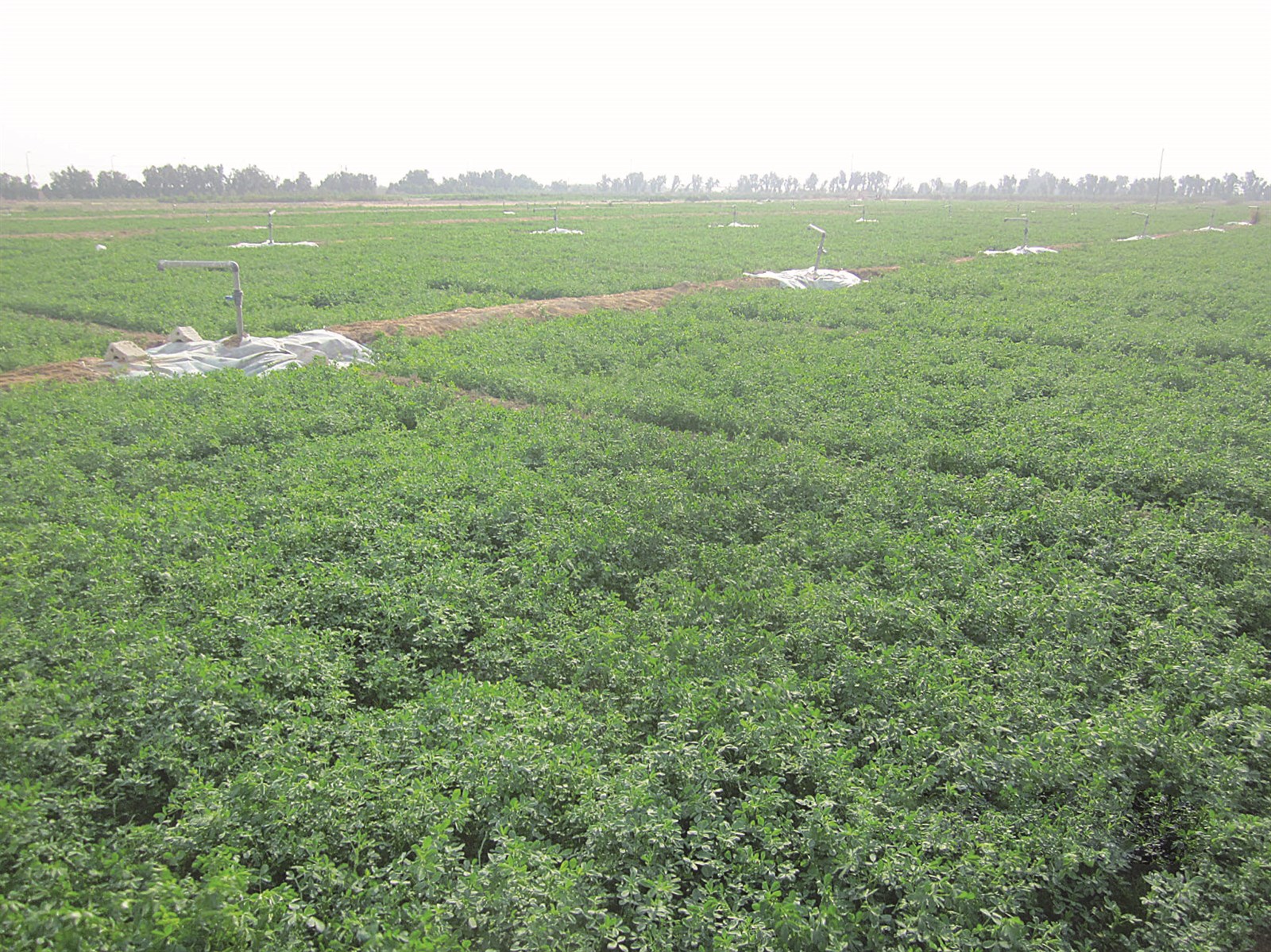 زراعات ناجحة