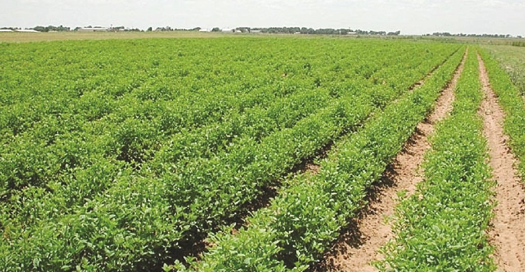 u0627u0644u0645u0632u0627u0631u0639 u062au0632u062fu0647u0631 u0623u0645 u062au0646u062du062fu0631 u0628u0641u0639u0644 u0627u0644u0642u0627u0646u0648u0646 u0627u0644u062cu062fu064au062fu061f