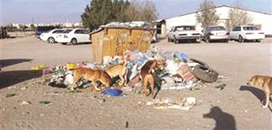 للكلاب الضالة مكان في المنطقة