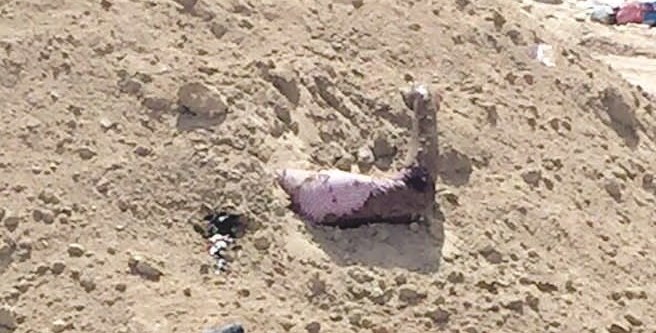 u0627u0644u062cu062bu0629 u0645u062fu0641u0648u0646u0629 u0641u064a u0627u0644u0631u0645u0627u0644... u0648u0628u062fu062a u0645u0646u0647u0627 u0627u0644u0630u0631u0627u0639