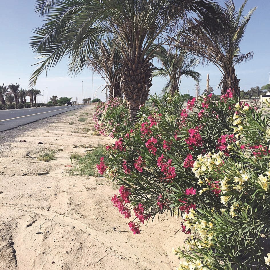 زهور على جانب أحد الطرق