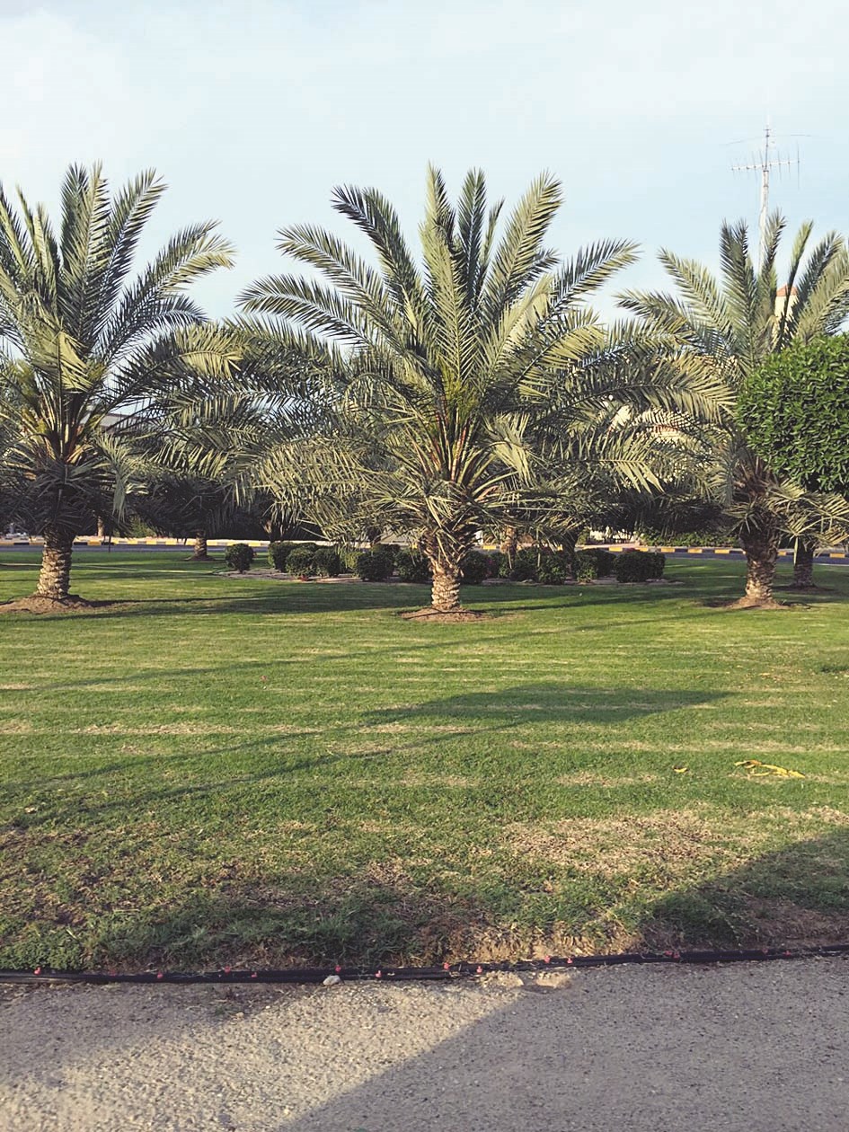 النخيل والخضرة تمنح البيئة فرصة لالتقاط الأنفاس