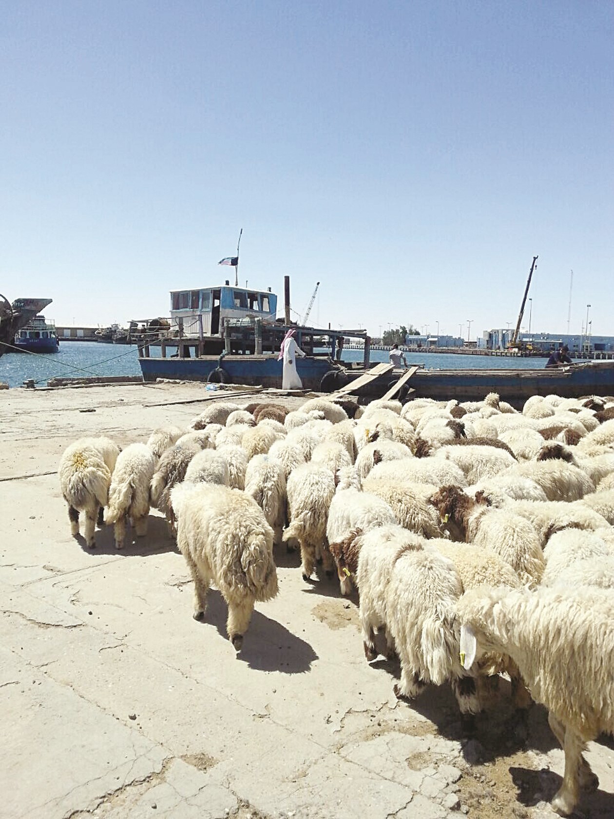 u0627u0644u0623u063au0646u0627u0645 u0646u062cu062a u0645u0646 u0627u0644u063au0631u0642