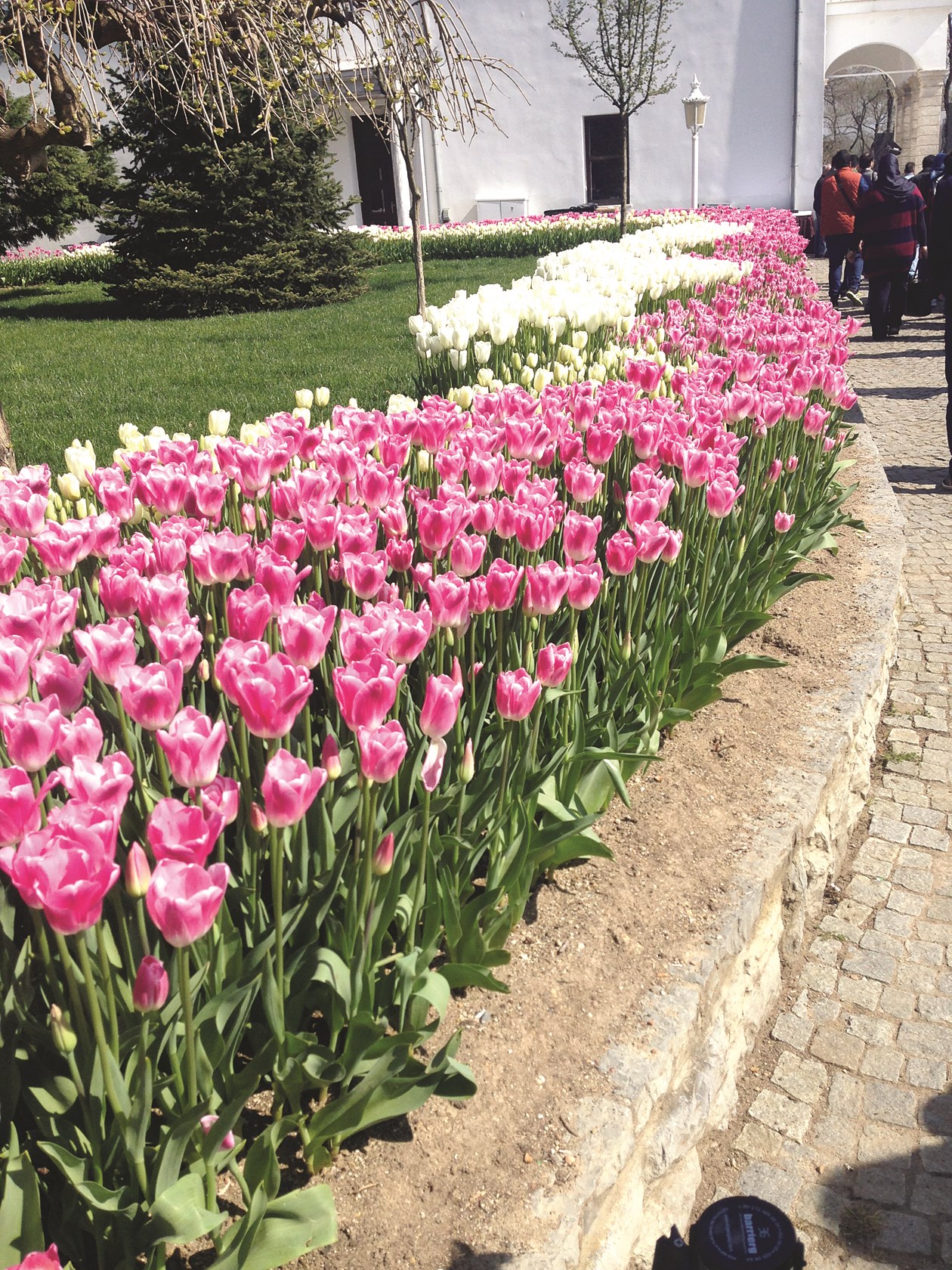 توليب في كل مكان