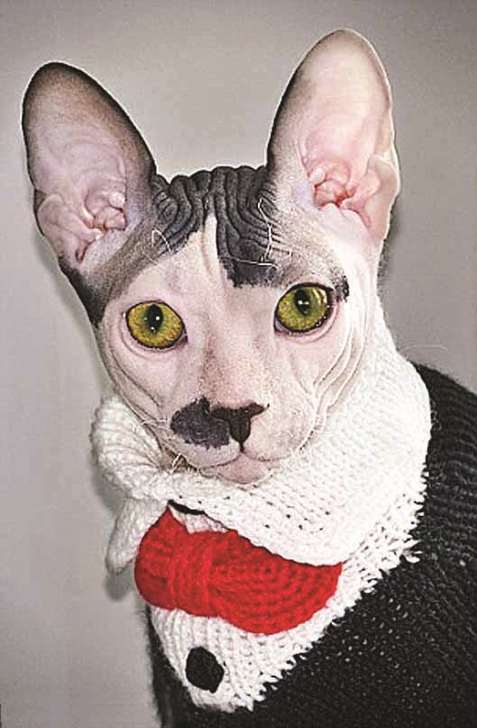 ...u0648u0627u0644u0647u0631 u00abu0642u0637u0644u0631u00bb