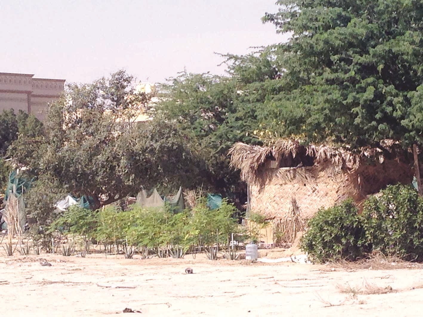 كوخ تحت الشجر يغيب عن أنظار المسؤولين؟