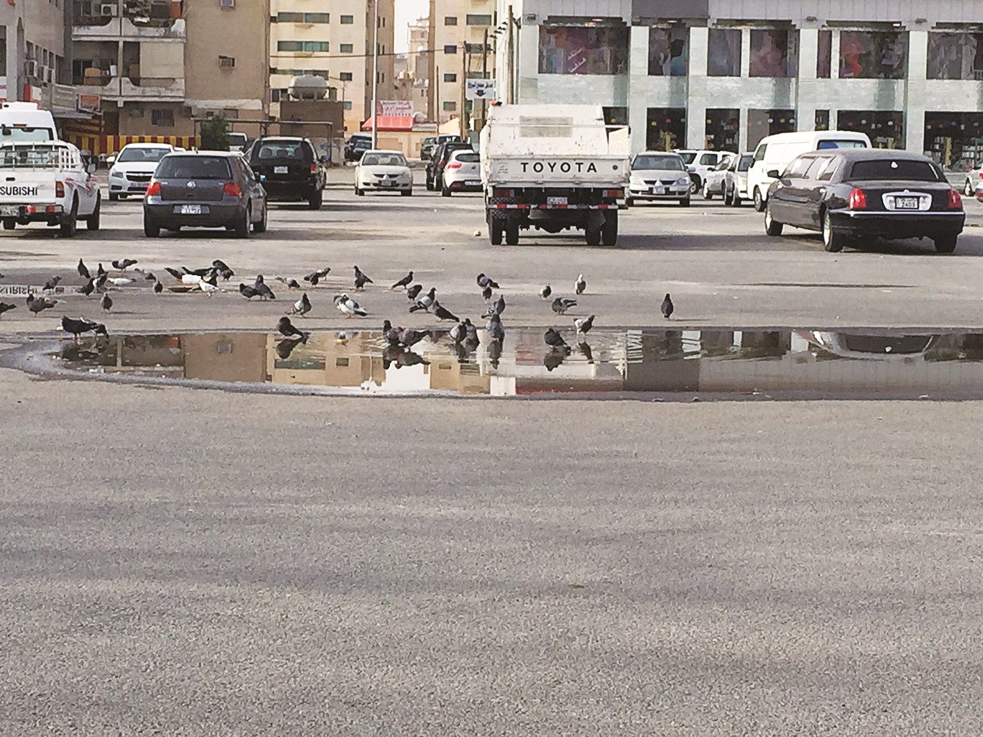 الحمام استفاد من أمطار خيطان (تصوير باسم عبدالرحمن)