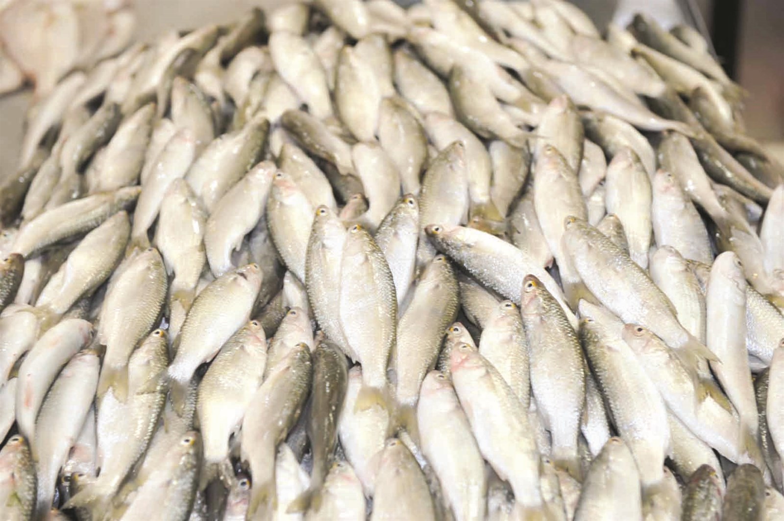 u0627u0644u0645u064au062f... u0643u0645u064au0627u062a u0642u0644u064au0644u0629 u0648u0623u0633u0639u0627u0631 u0645u0631u062au0641u0639u0629