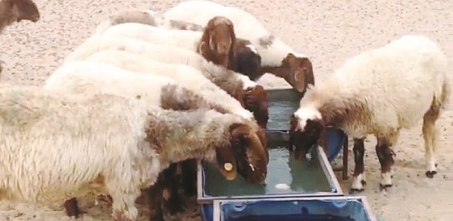 u0623u0633u0639u0627u0631 u0627u0644u0623u063au0646u0627u0645 u0627u0646u062eu0641u0636u062a u0645u0639 u0642u062fu0648u0645 u0631u0645u0636u0627u0646 u0628u0634u0643u0644 u0645u0644u062du0648u0638