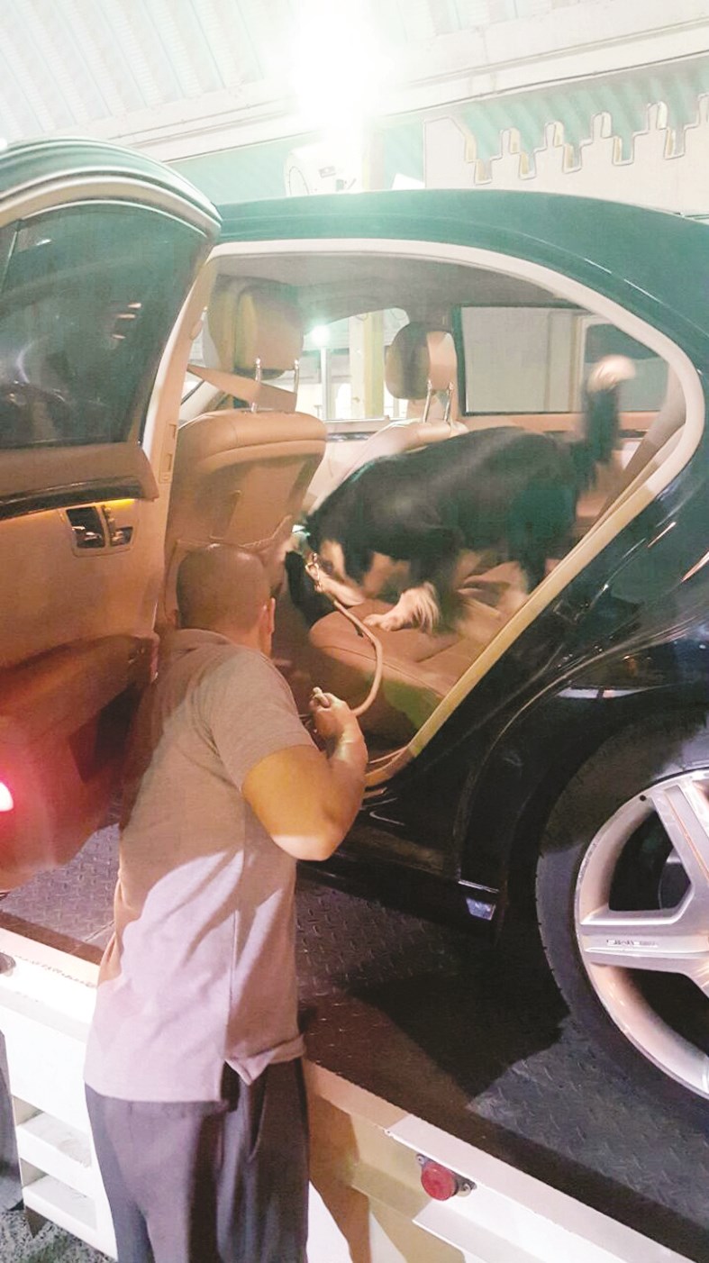 جمركي يستخدم كلباً بوليسياً لتفتيش مركبة