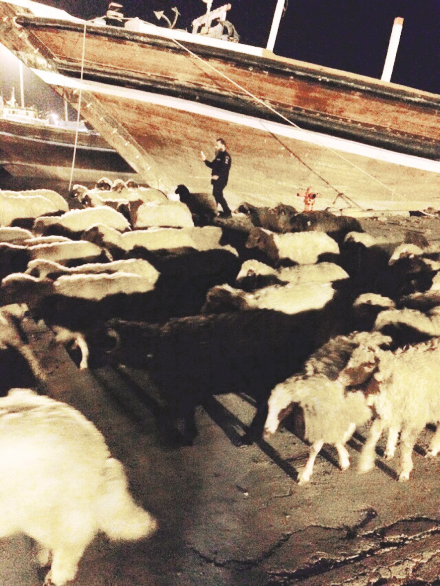 الأغنام بعد إنقاذها