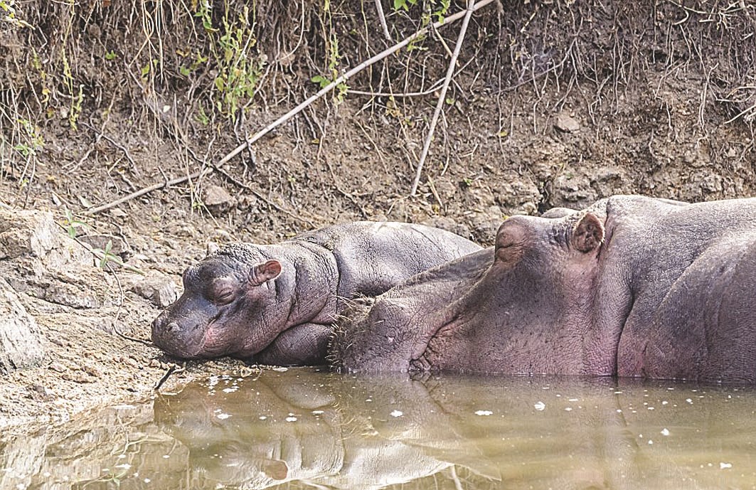 ... ثم غادرت مع رضيعها