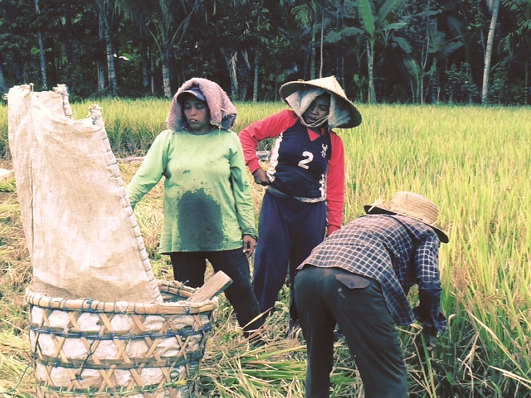 عاملات يحصدن الأرز