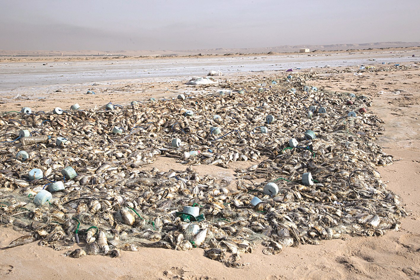 u0646u0641u0648u0642 u0627u0644u0623u0633u0645u0627u0643 u0645u0634u0647u062f u0645u062au0643u0631u0631