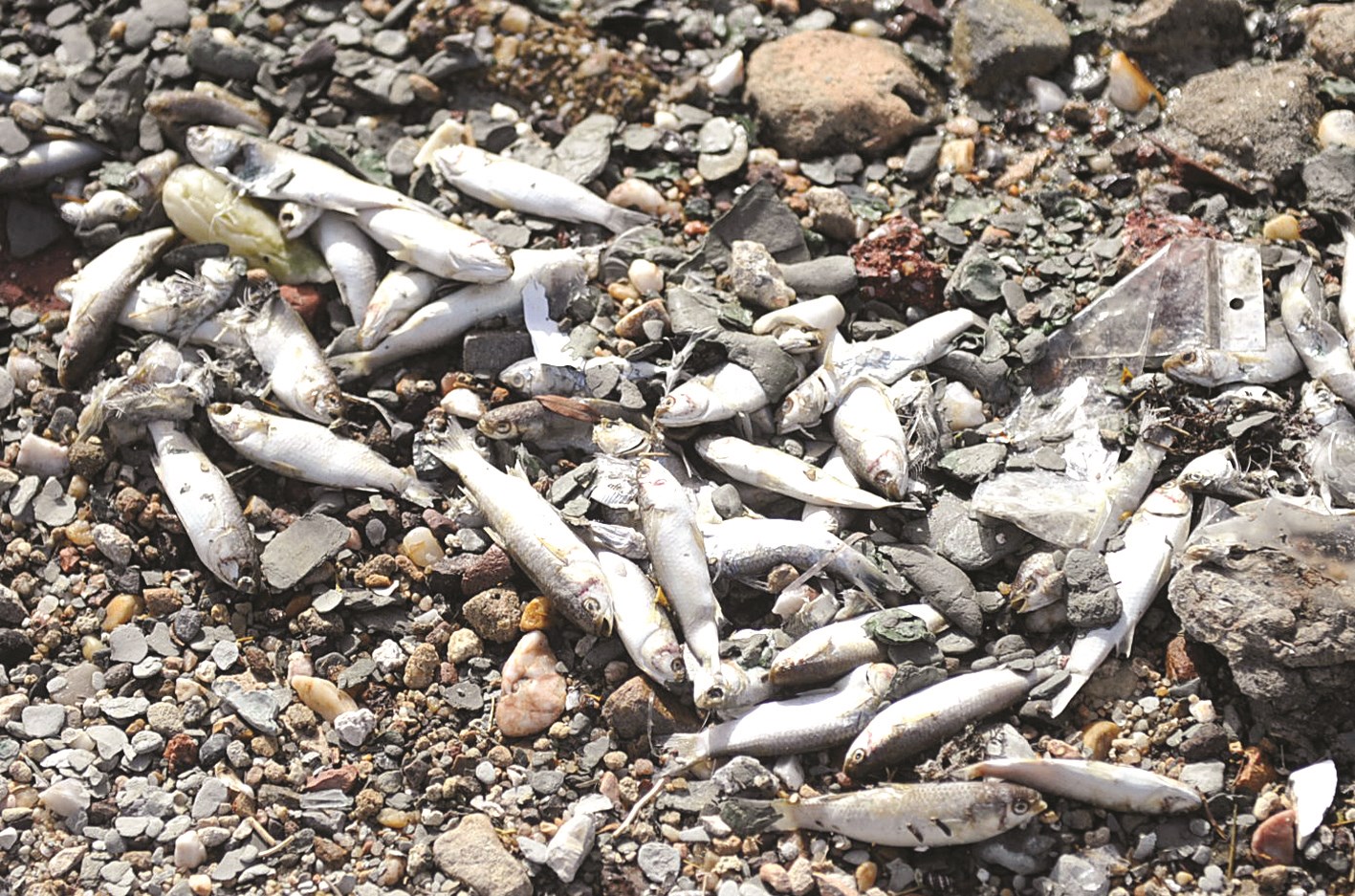 u0623u0633u0645u0627u0643 u0646u0627u0641u0642u0629 u0645u0646 u0643u0644 u0627u0644u0623u0646u0648u0627u0639