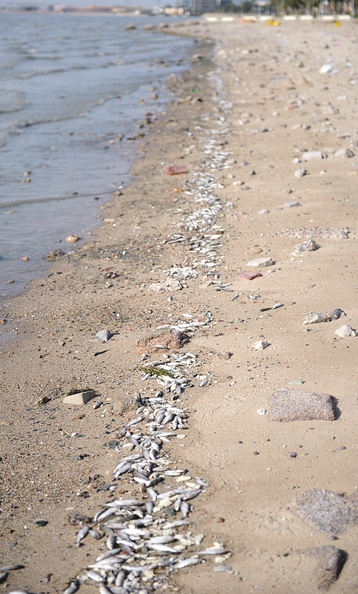 نفوق على امتداد ساحل الجون                (تصوير نور هنداوي)