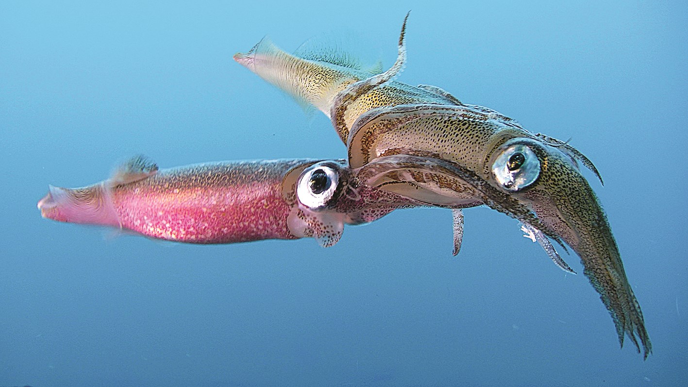 u0643u0627u0626u0646u0627u062a u0628u062du0631u064au0629 u0644u0645 u062au0634u0627u0647u062f u0645u0646 u0642u0628u0644