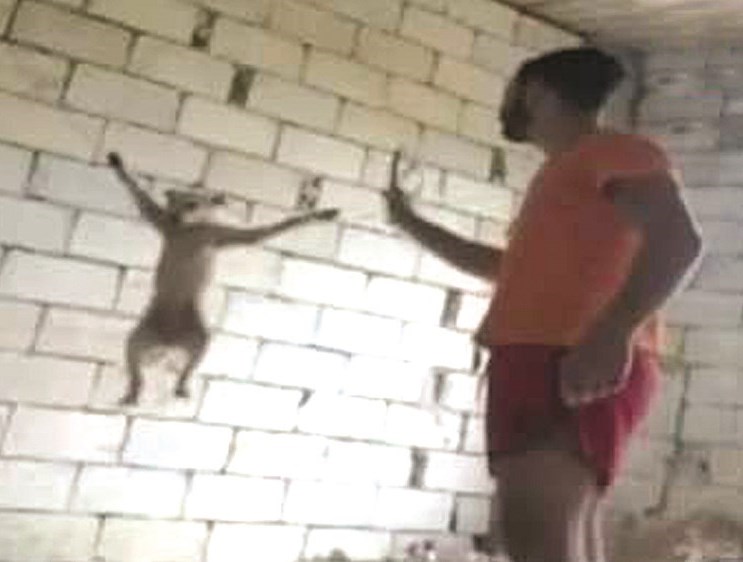 تعذيب كلب تحت عيون «الكاميرات الذكية»