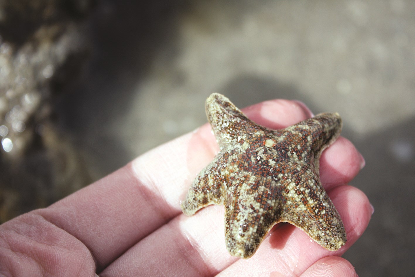 الأحياء الصخرية مهددة