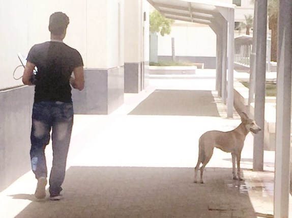 u0643u0644u0628 u064au0633u0631u062d u0641u064a u0643u0644u064au0629 u0627u0644u062au0631u0628u064au0629