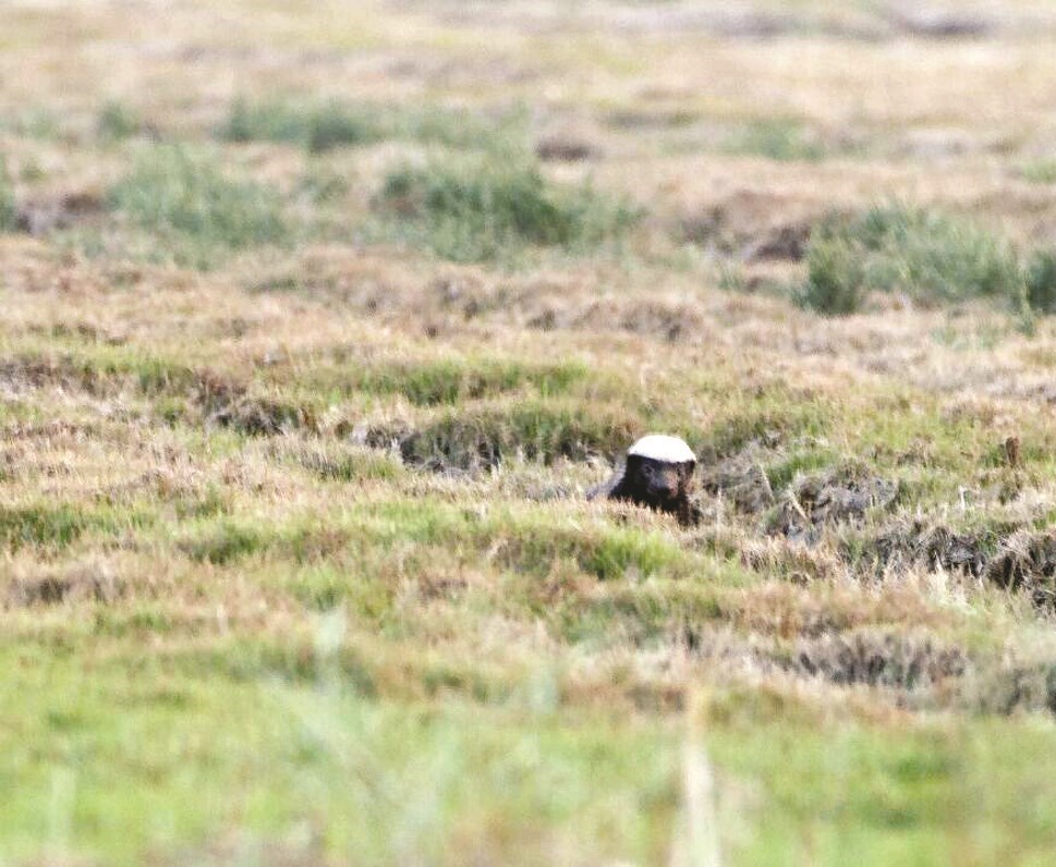 u00abu0627u0644u0638u0631u0646u0628u0648u0644u00bb u0641u064a u0627u0644u0643u0648u064au062a